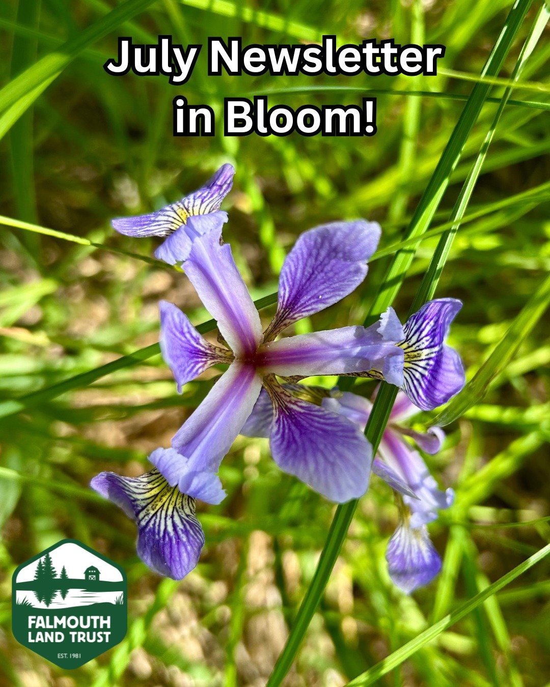 FLT's July newsletter is in bloom! Follow the link below to read about newly conserved land, volunteer opportunities, an outdoor film, a trail challenge, and more!

https://mailchi.mp/falmouthlandtrust/july2026-updates

#falmouthmaine

Image descript