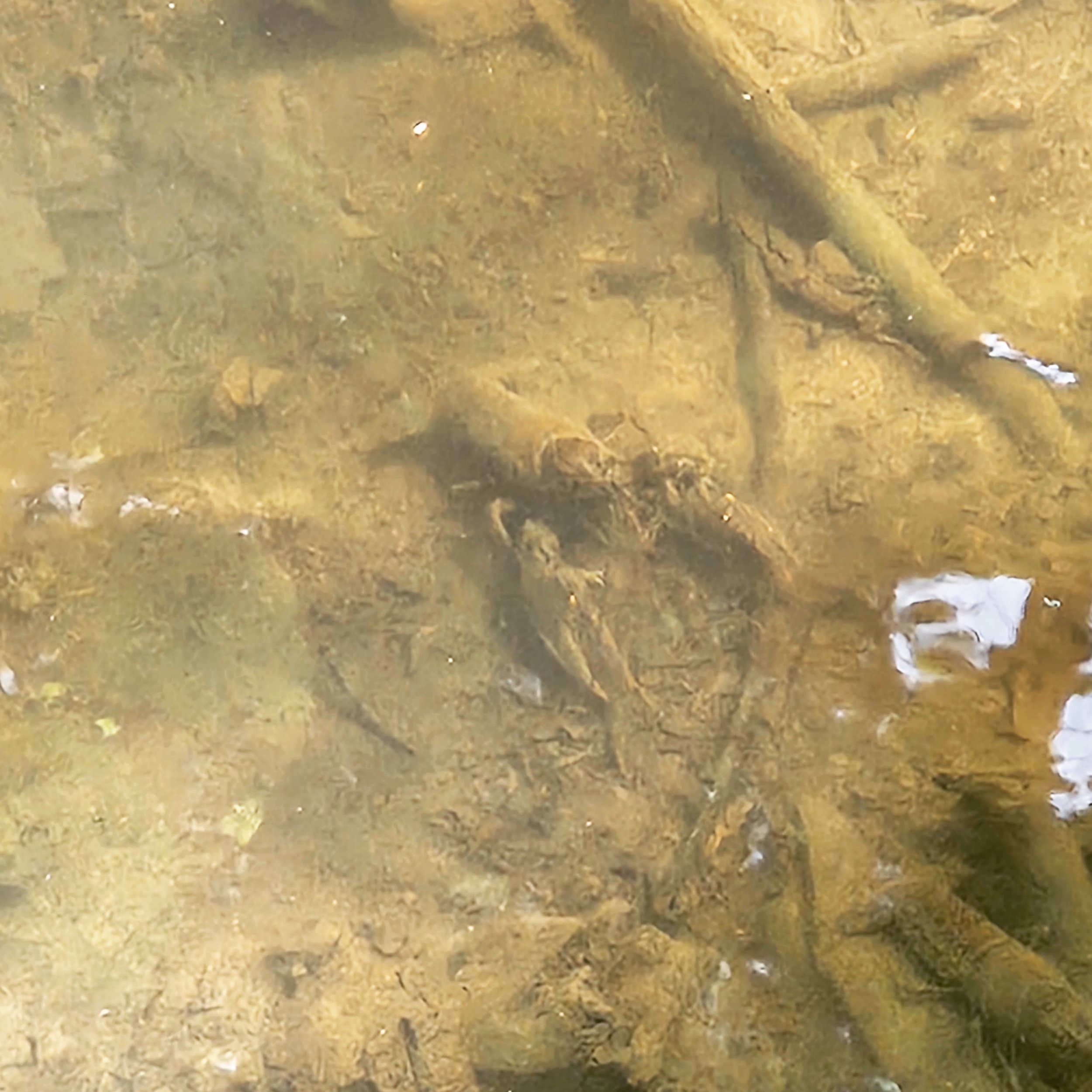 I spy with my little eye... a crayfish! 

These mini-lobster lookalikes live in freshwater habitats, including rivers and streams right here in Falmouth. This one was spotted in the stream at Community Park! During the day crayfish usually hide under