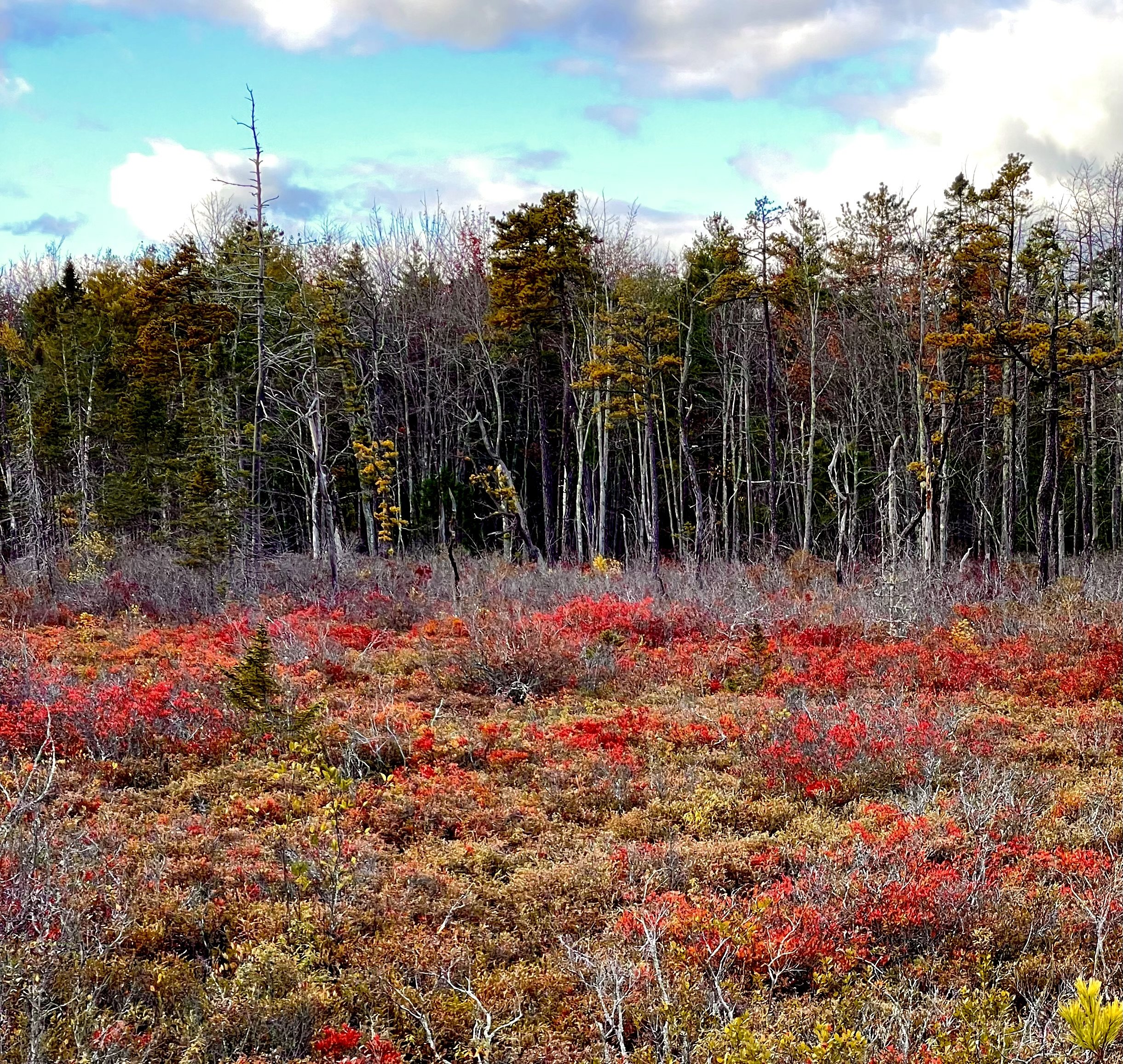 November Guided Walk @ Suckfish Brook Conservation Area