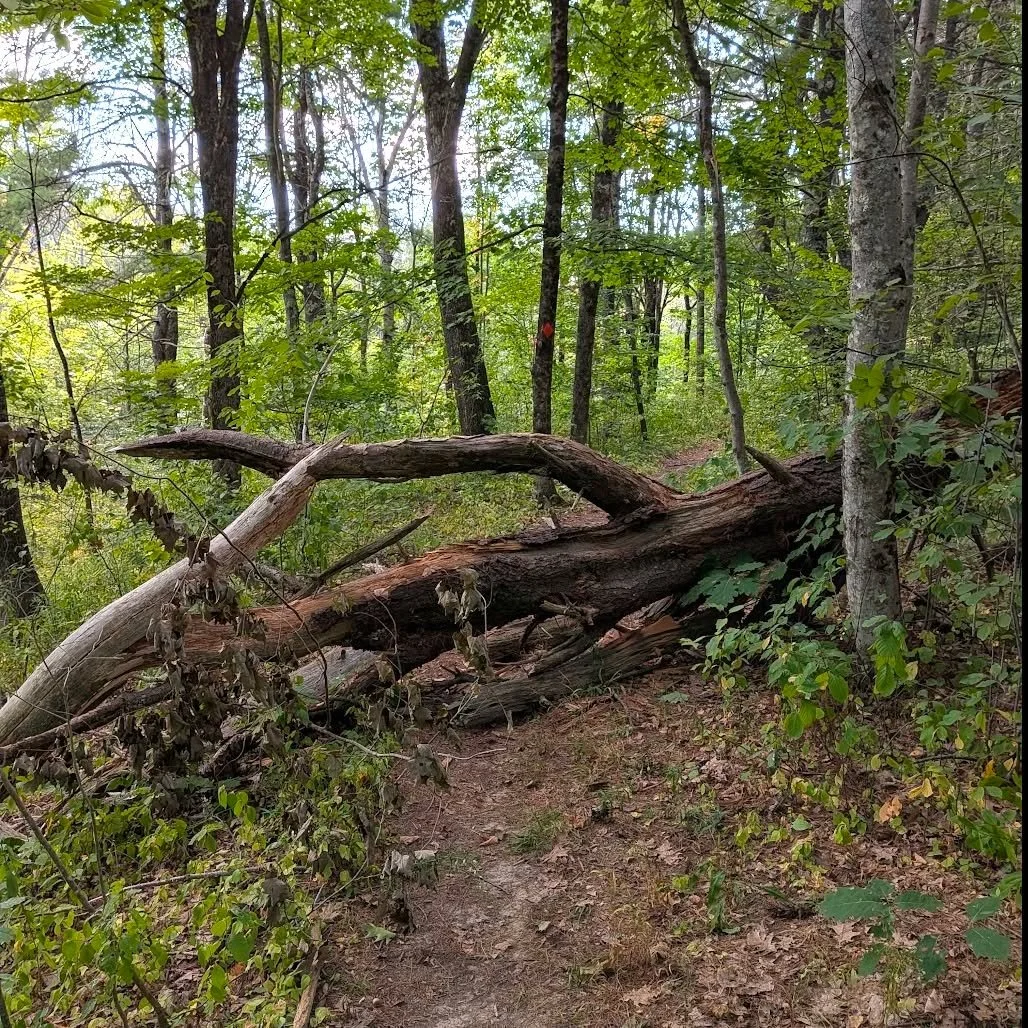 Before, during, and after a recent tree cleanup project at McCrann Preserve! 

See a tree down or a hazard on the trail? Email info@FalmouthLandTrust.org to let us know, and we'll take care of it. 

Happy trails! 

#falmouthmaine 

Image 1 descriptio