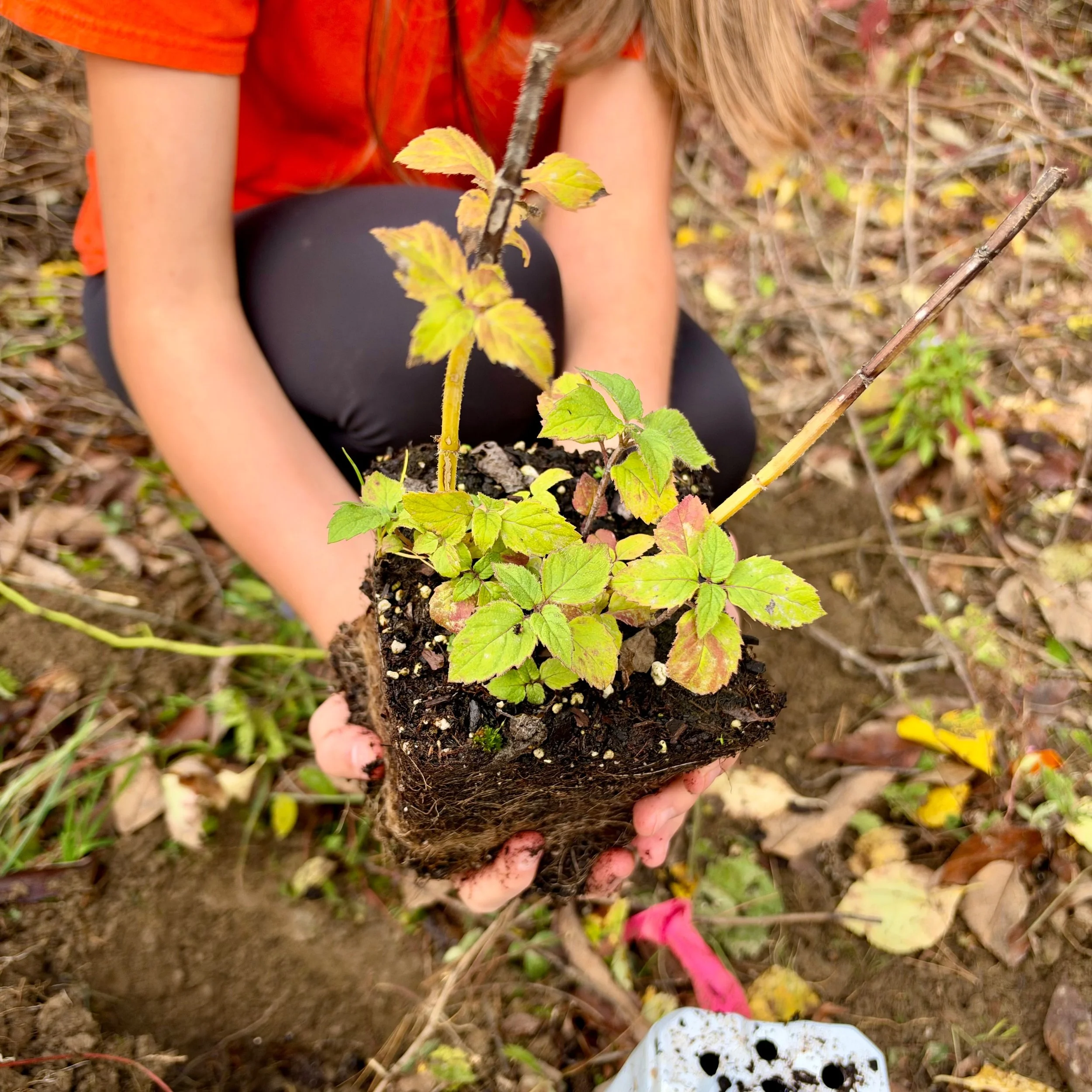 For the third year in a row, 8th grade students from Falmouth Middle School are habitat heroes!

In their science classes students first learned how to identify invasive plants and how they impact an ecosystem. They then put their learning to the tes