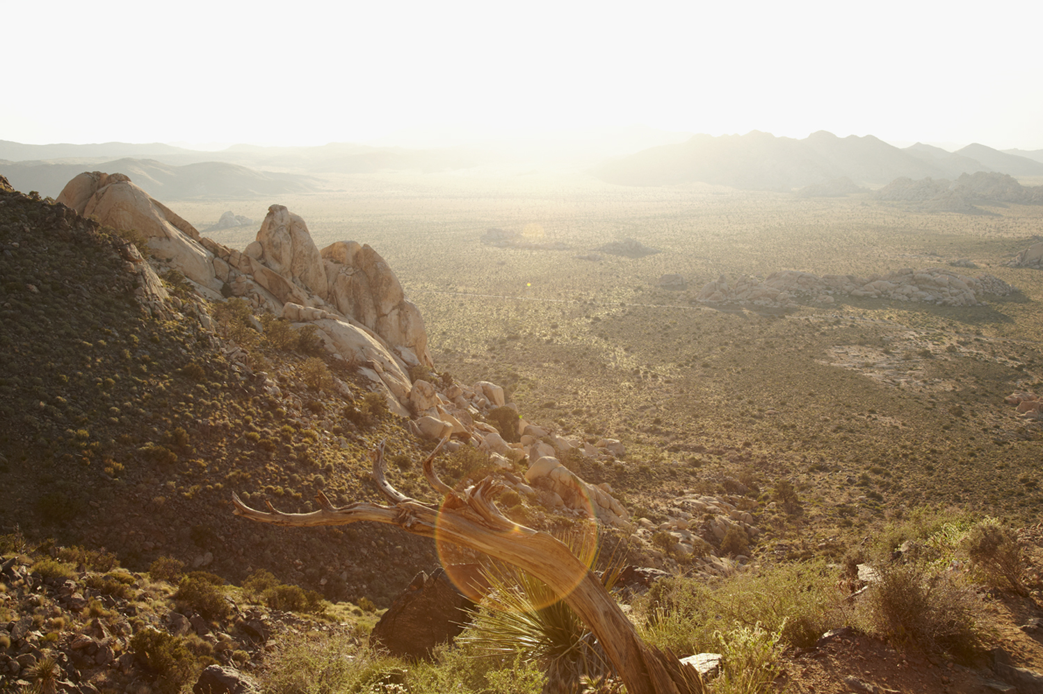 joshua.tree.mt.ryan.jpg