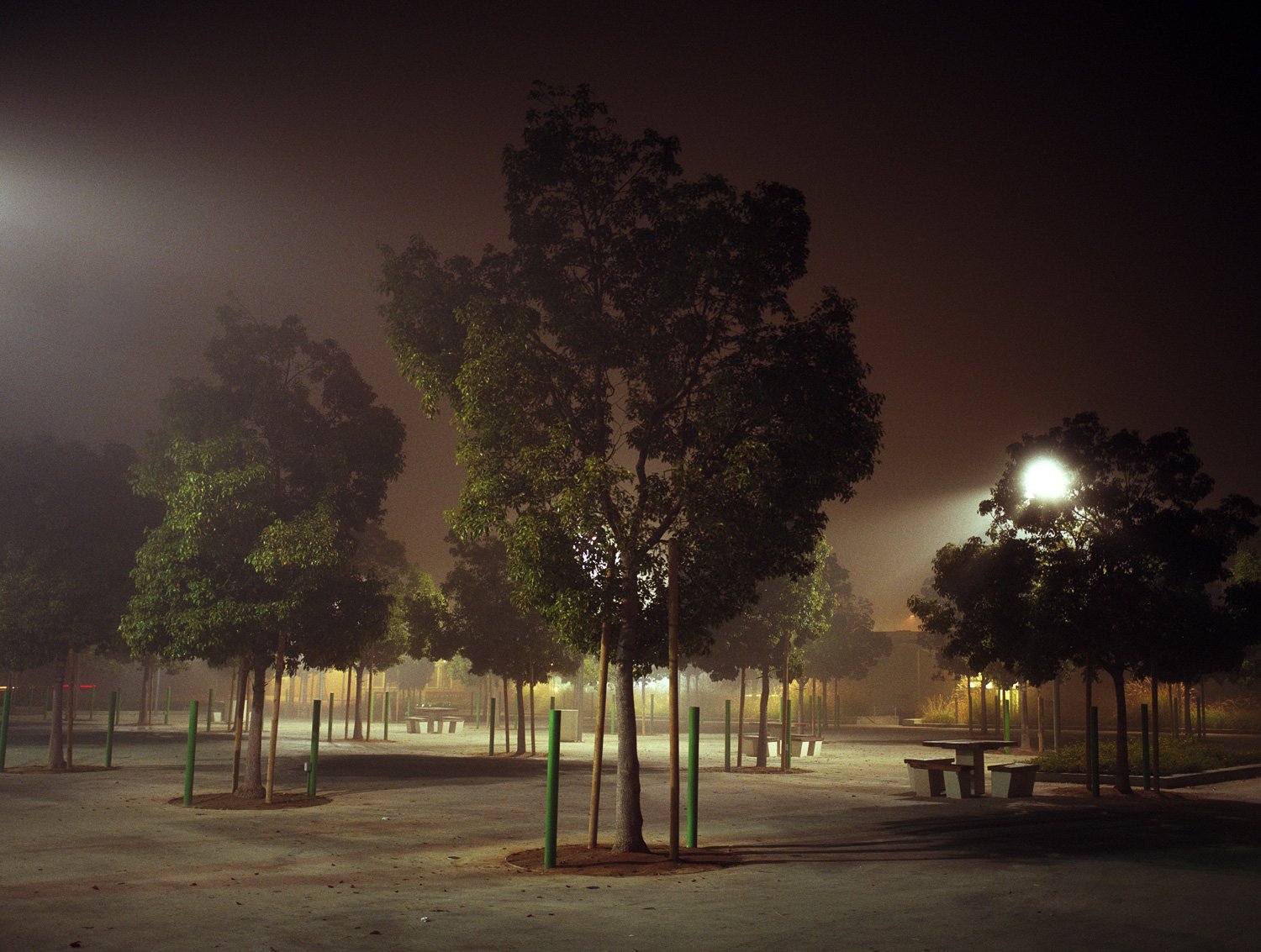 santa.monica.park.trees.r.jpg