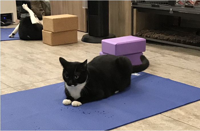 A cat systematically destroying a mat.