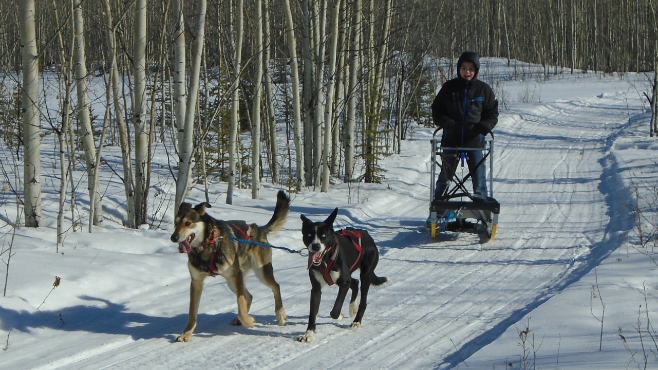 Mentasta Lake School student running dogs at Tok Track.