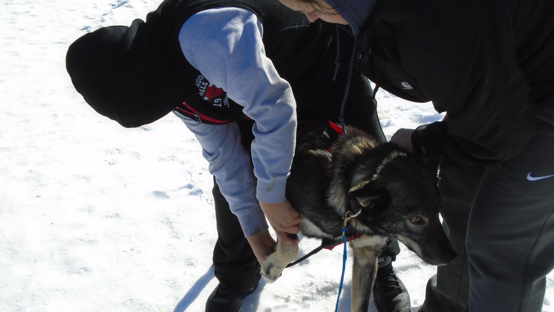Mentasta Lake School student removing dog harness at Tok Track.
