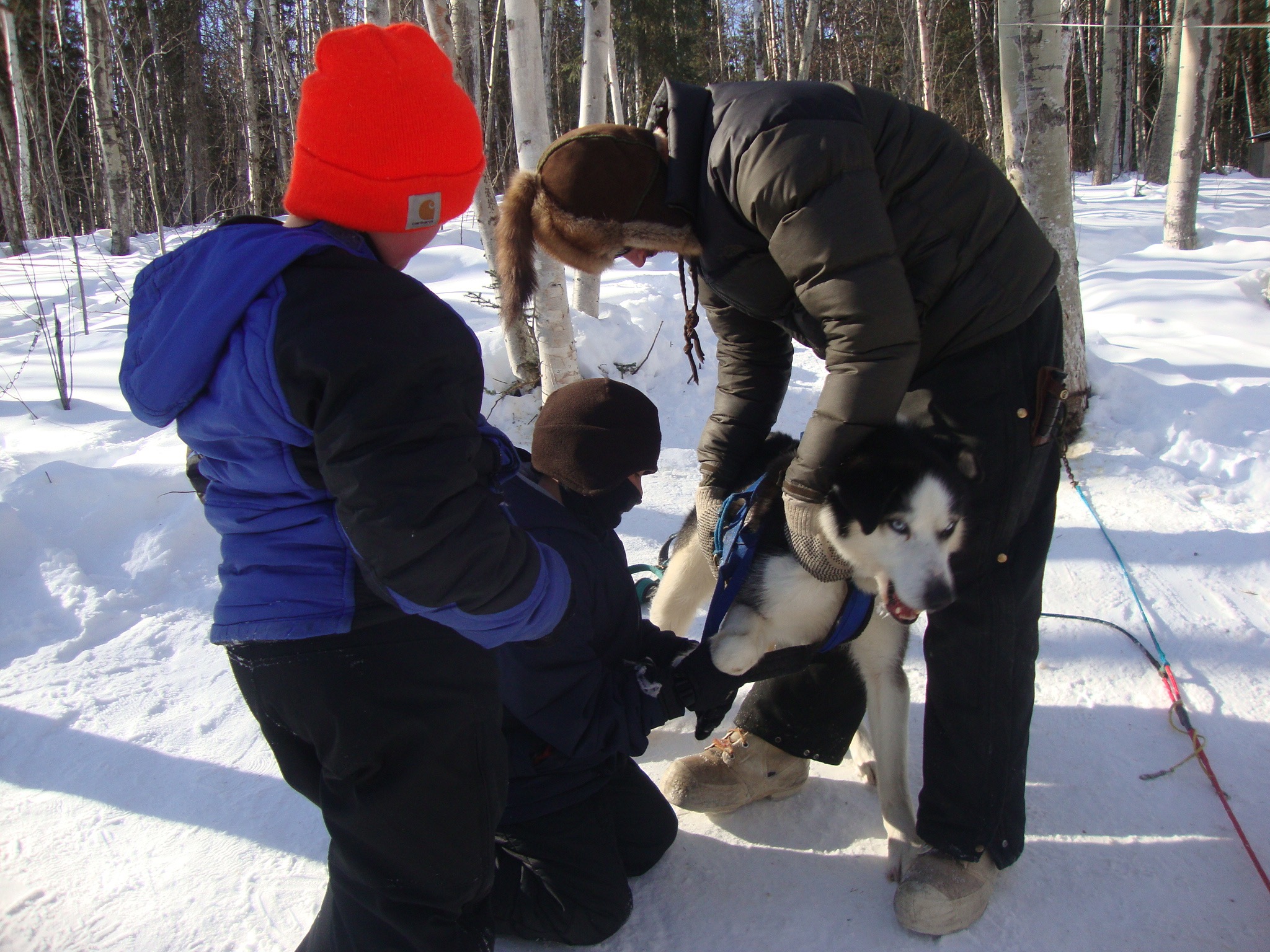 Eagle students learn to harness dog at Cranberry Kennel.