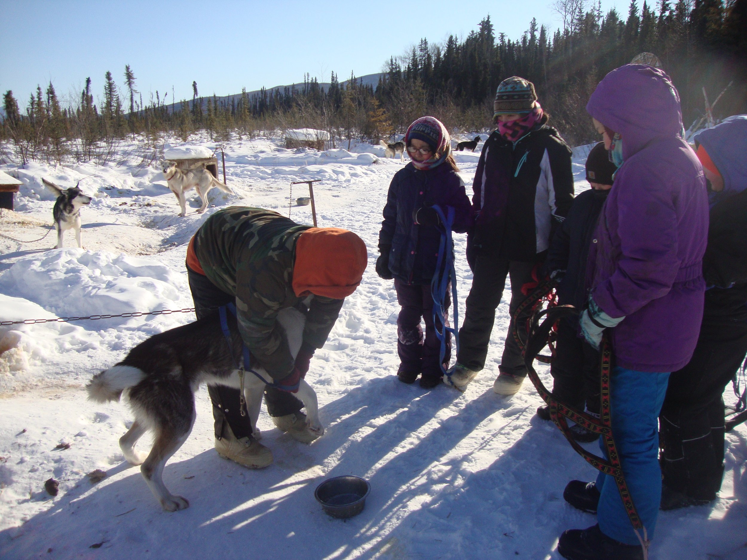 Eagle School students learn to harness dogs at Kia Kennel.