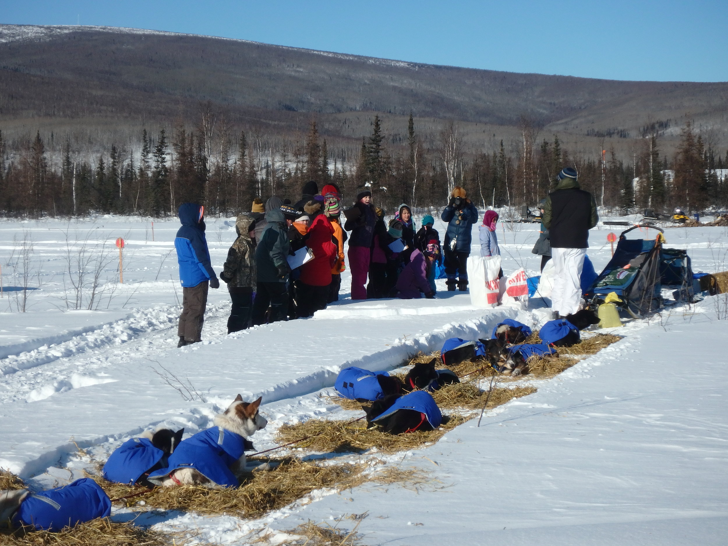 Minto School students shadowing a veterinarian while checking in with Iditarod Race musher and dog team.