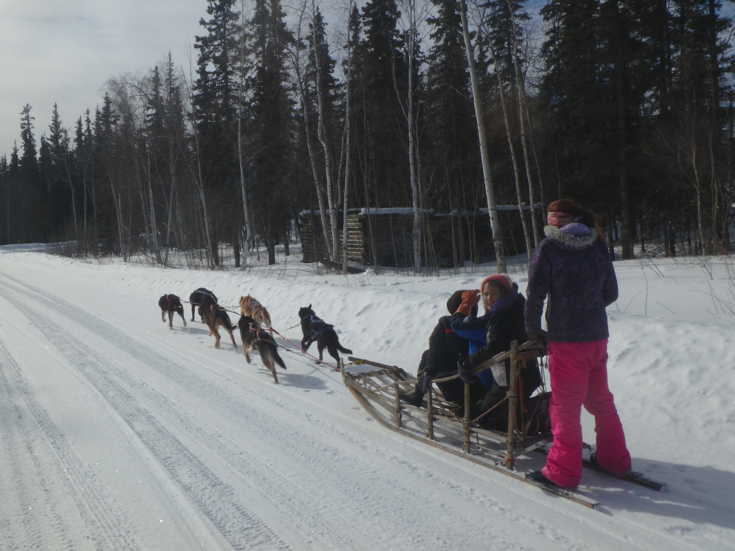 Minto School students running Lloyd Charlie's dogs.