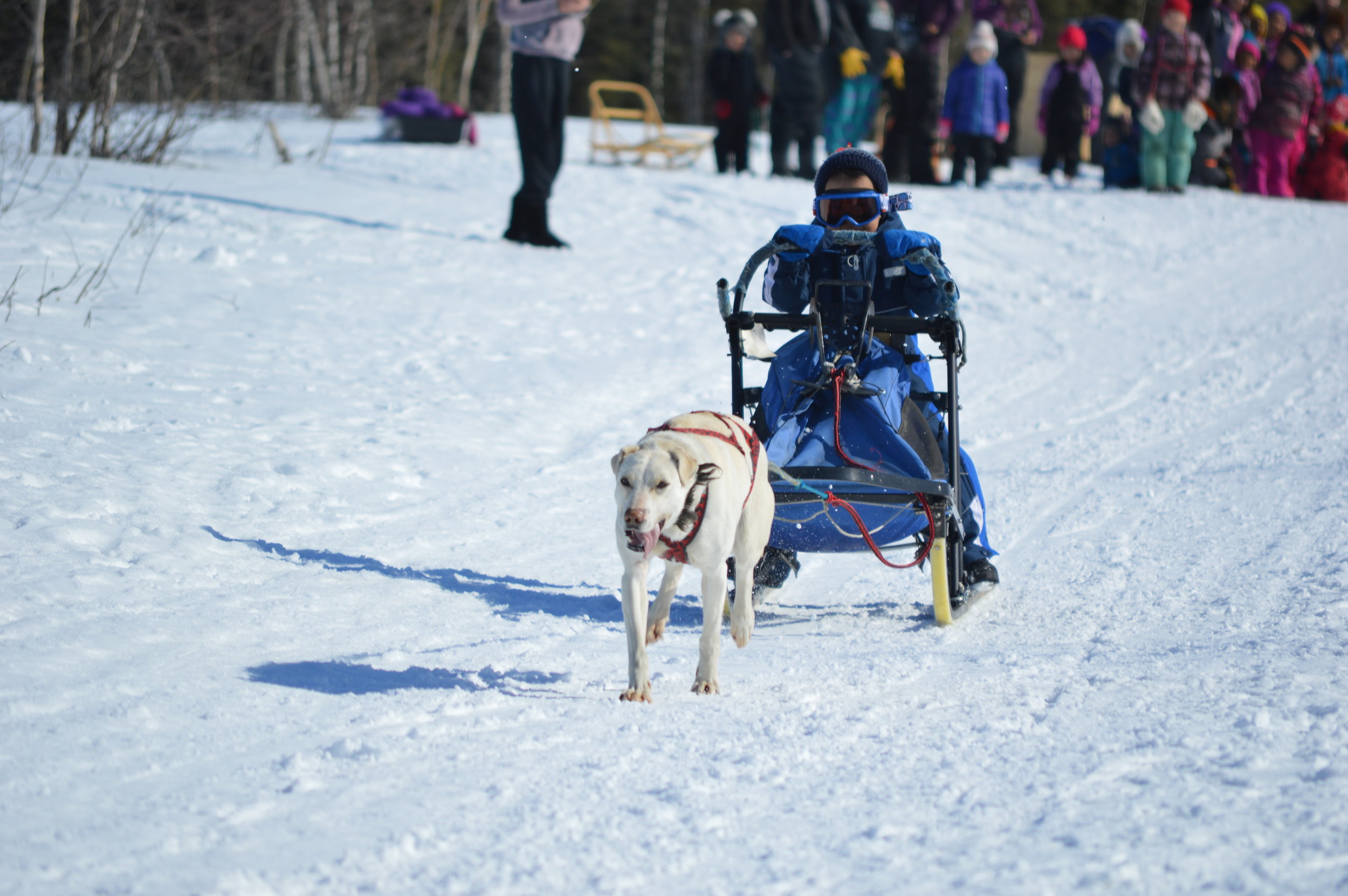 Huslia Jr. Carnival - One-dog racer on the move!