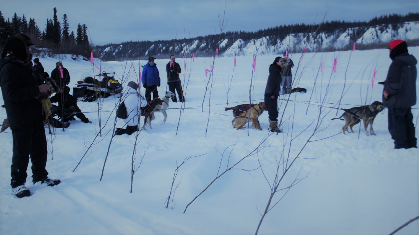 Allakaket Spring Carnival - Hooking up race dogs.