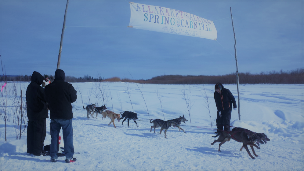 Allakaket Spring Carnival - Dog musher crossing Finish Line.