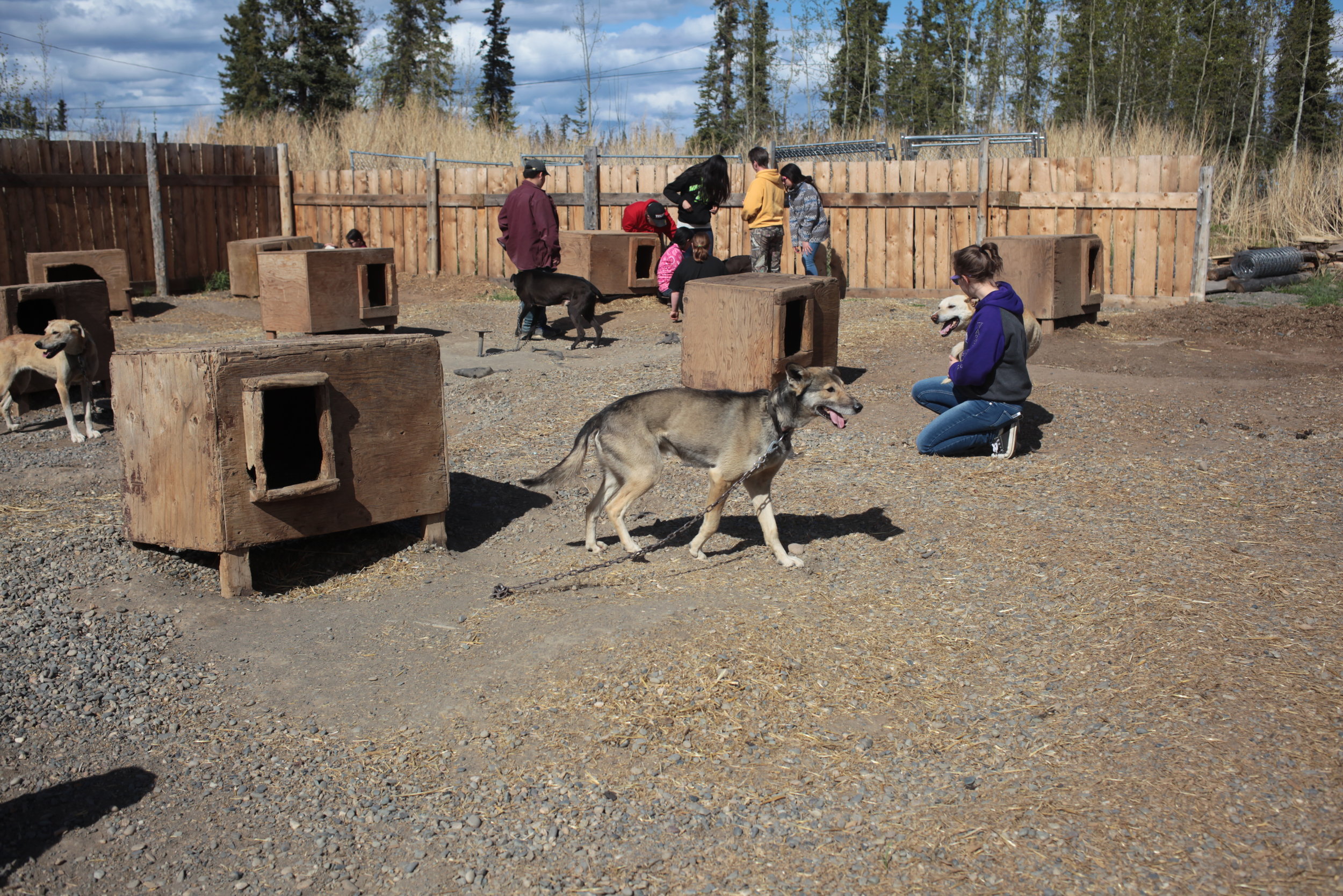 Eagle & Tanacross students in dog yard.