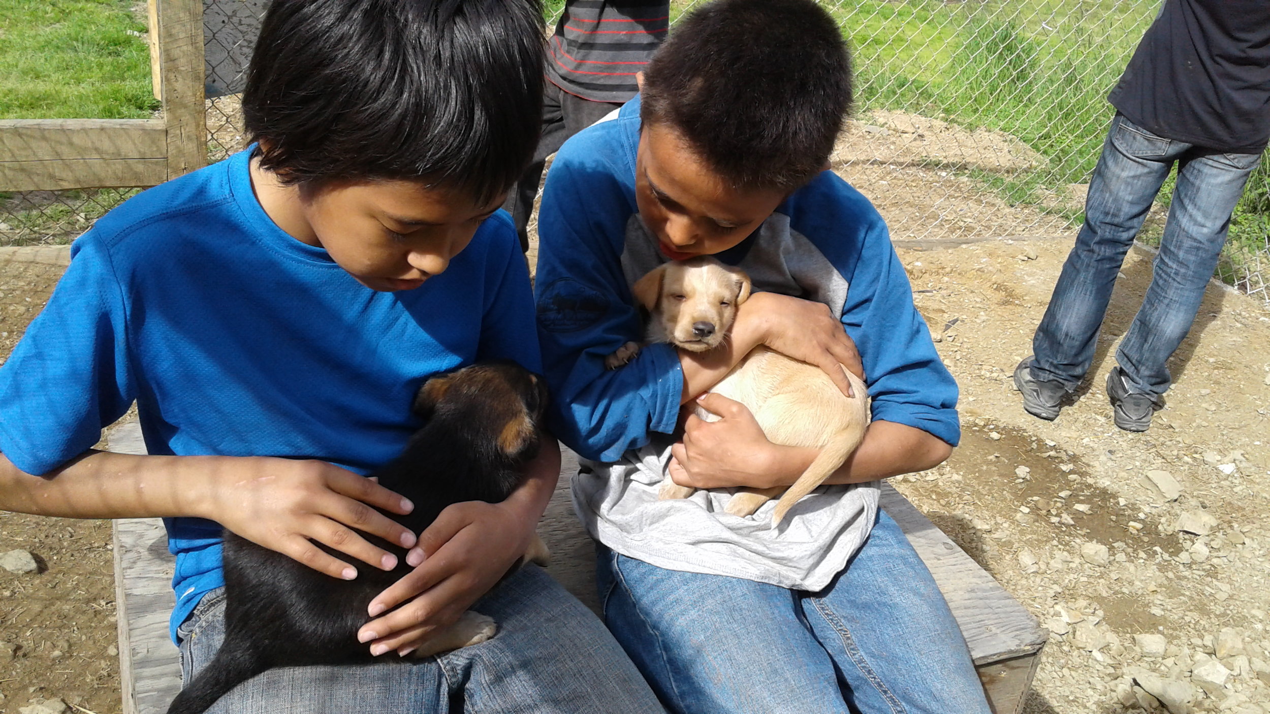 Handling puppies.