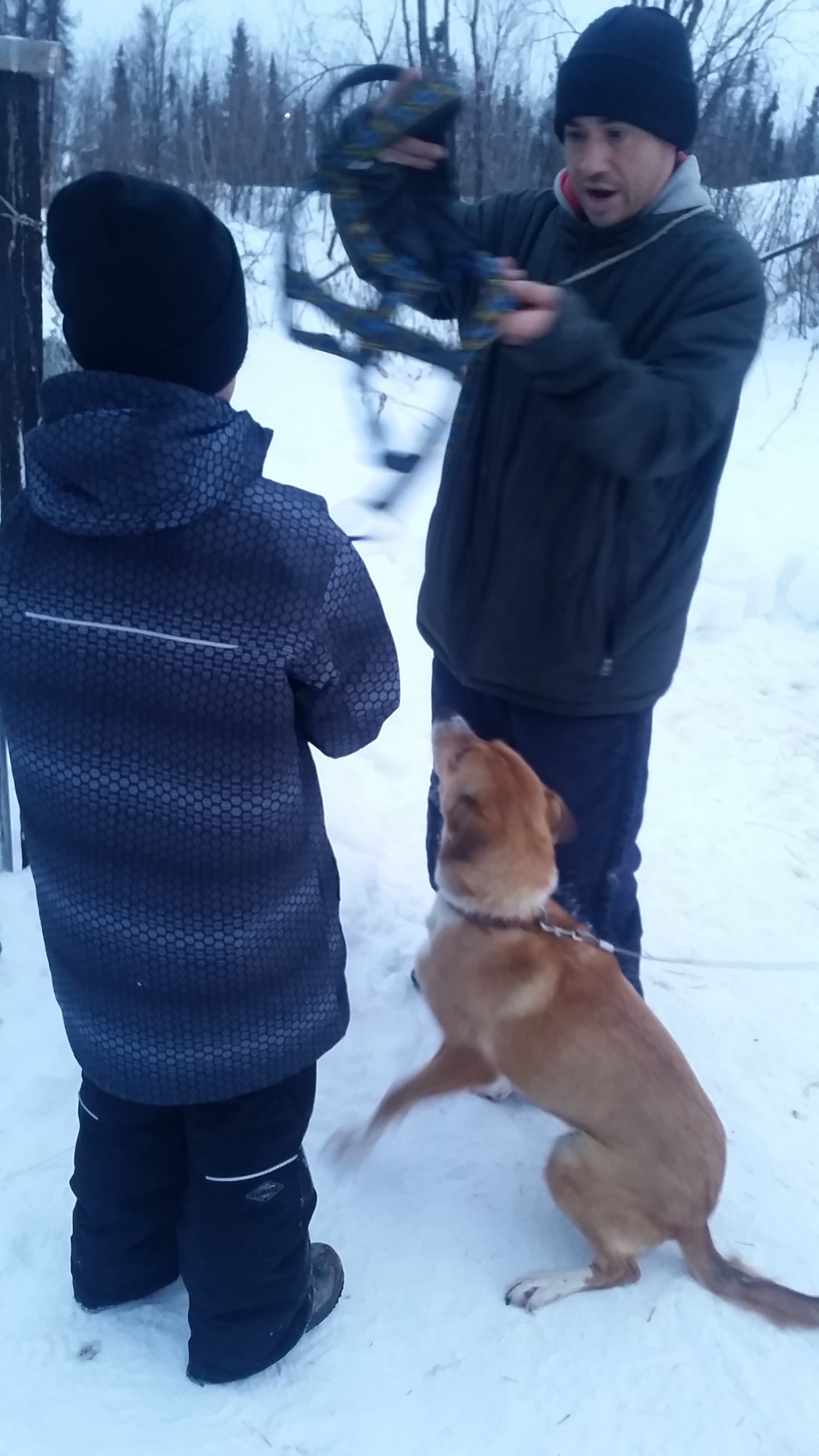 Dog musher teacher Charley Wofford, shows students how to harness a dog.