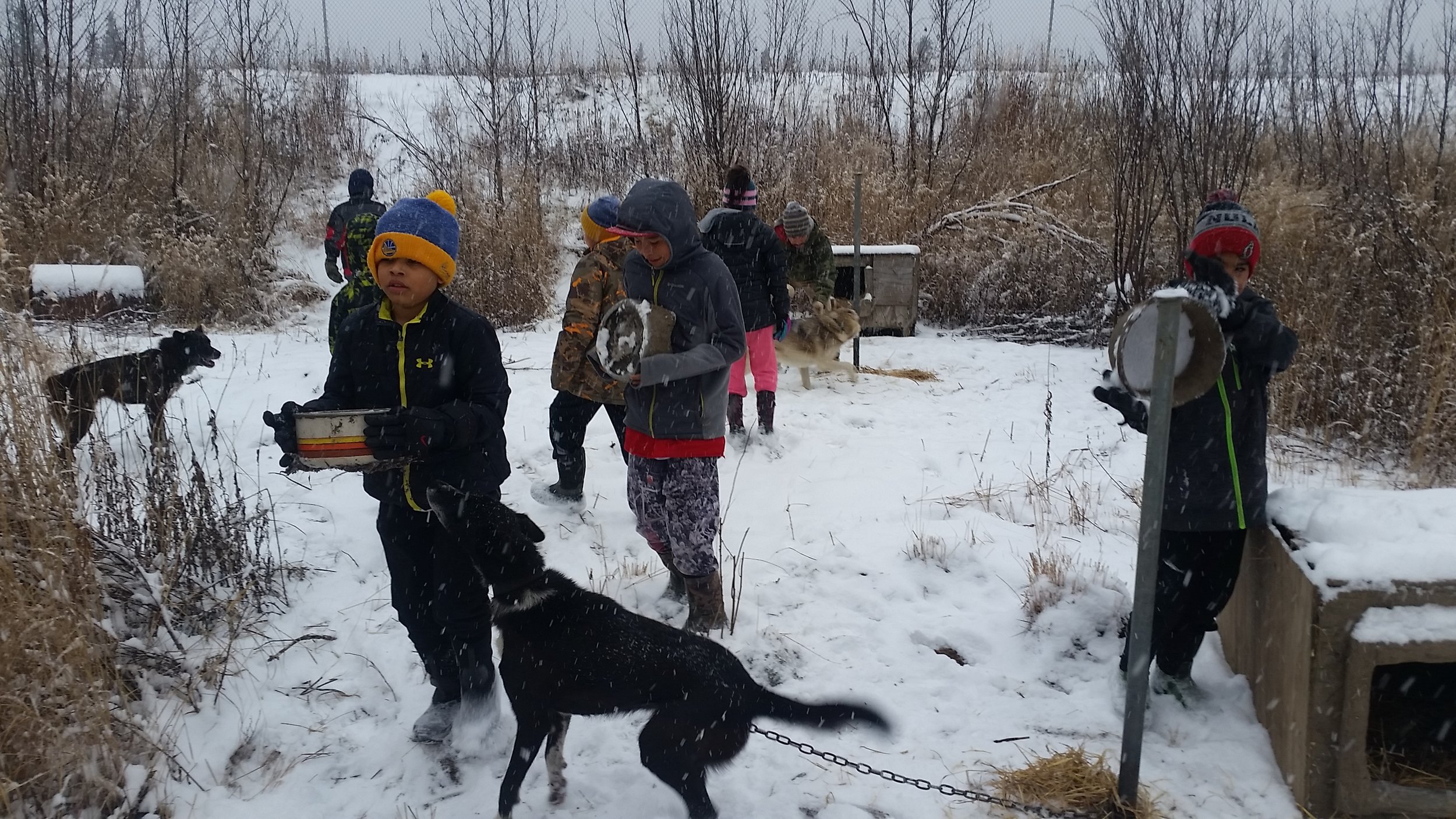 Students feed dogs.