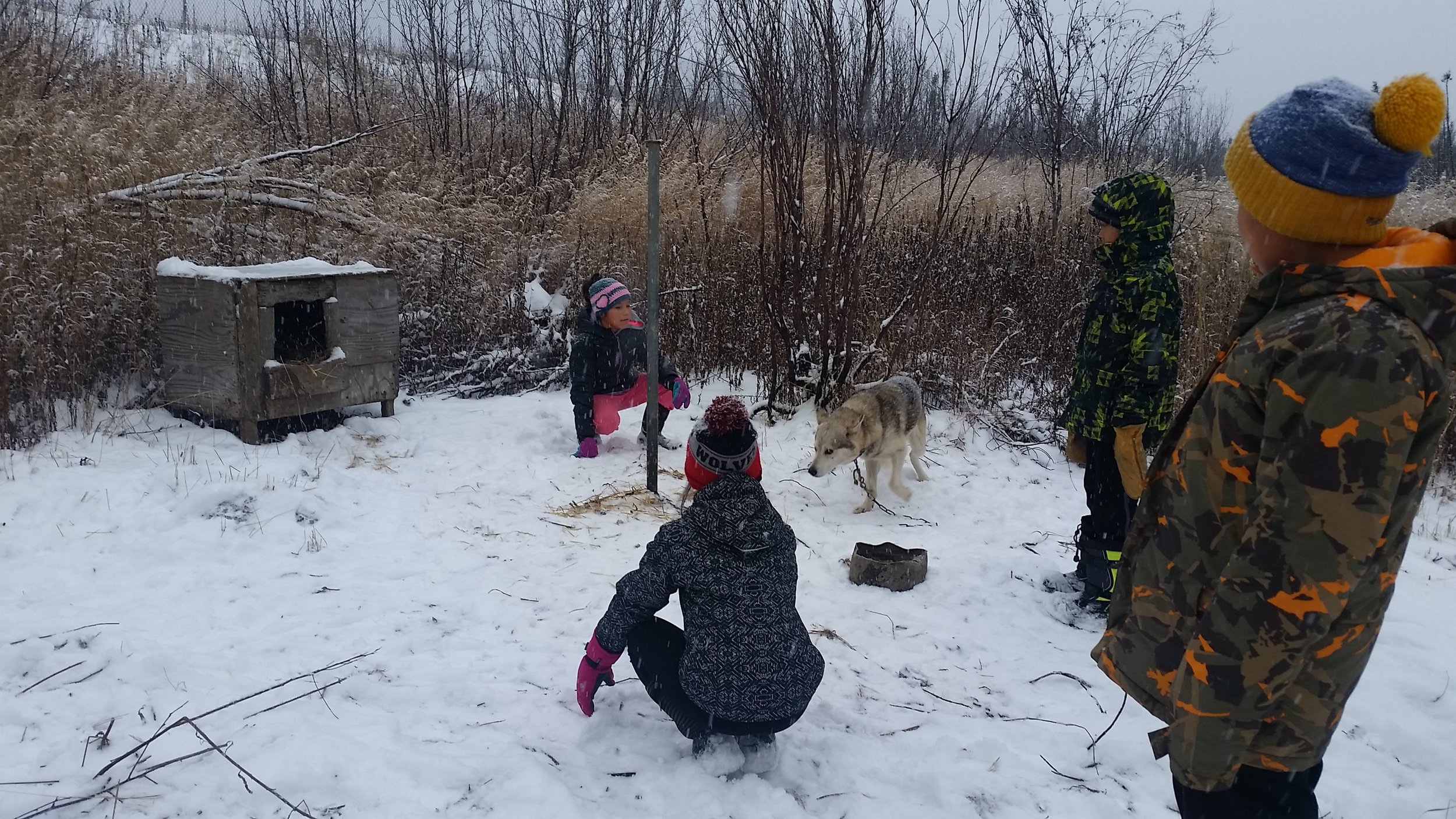Students trying to make friends with a shy sled dog.
