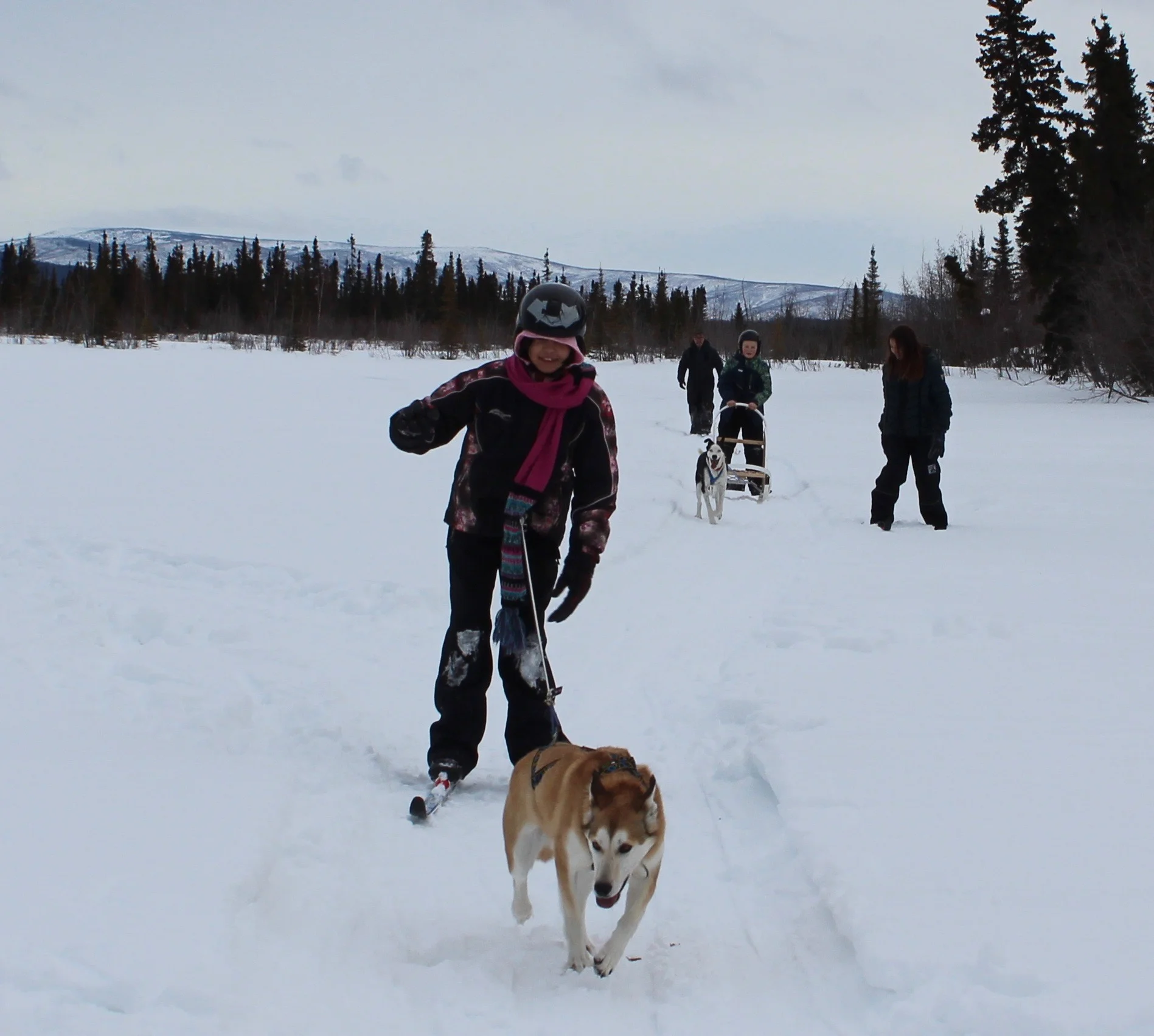 Students having fun skijoring and mushing.