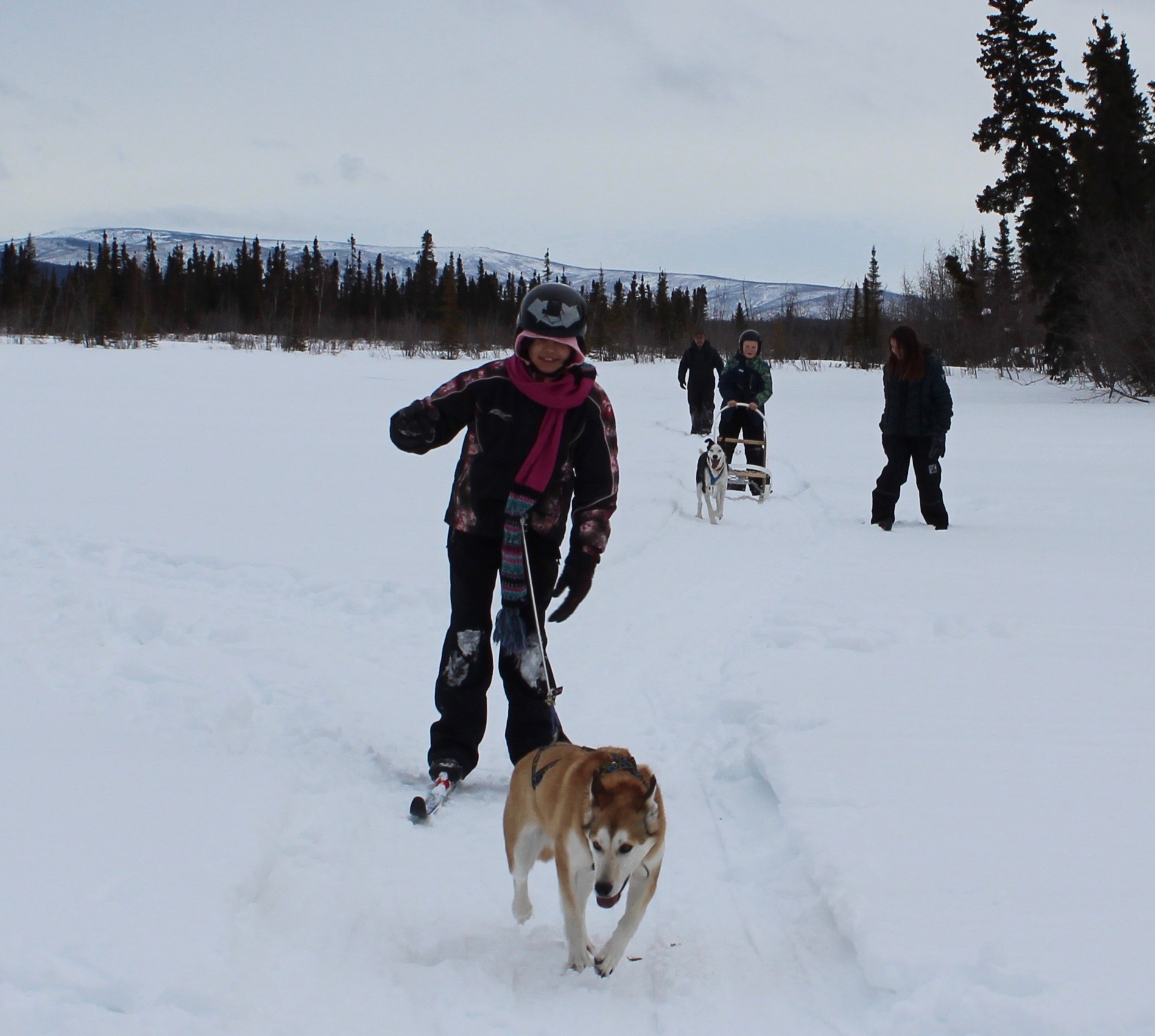 Students skijoring and mushing.