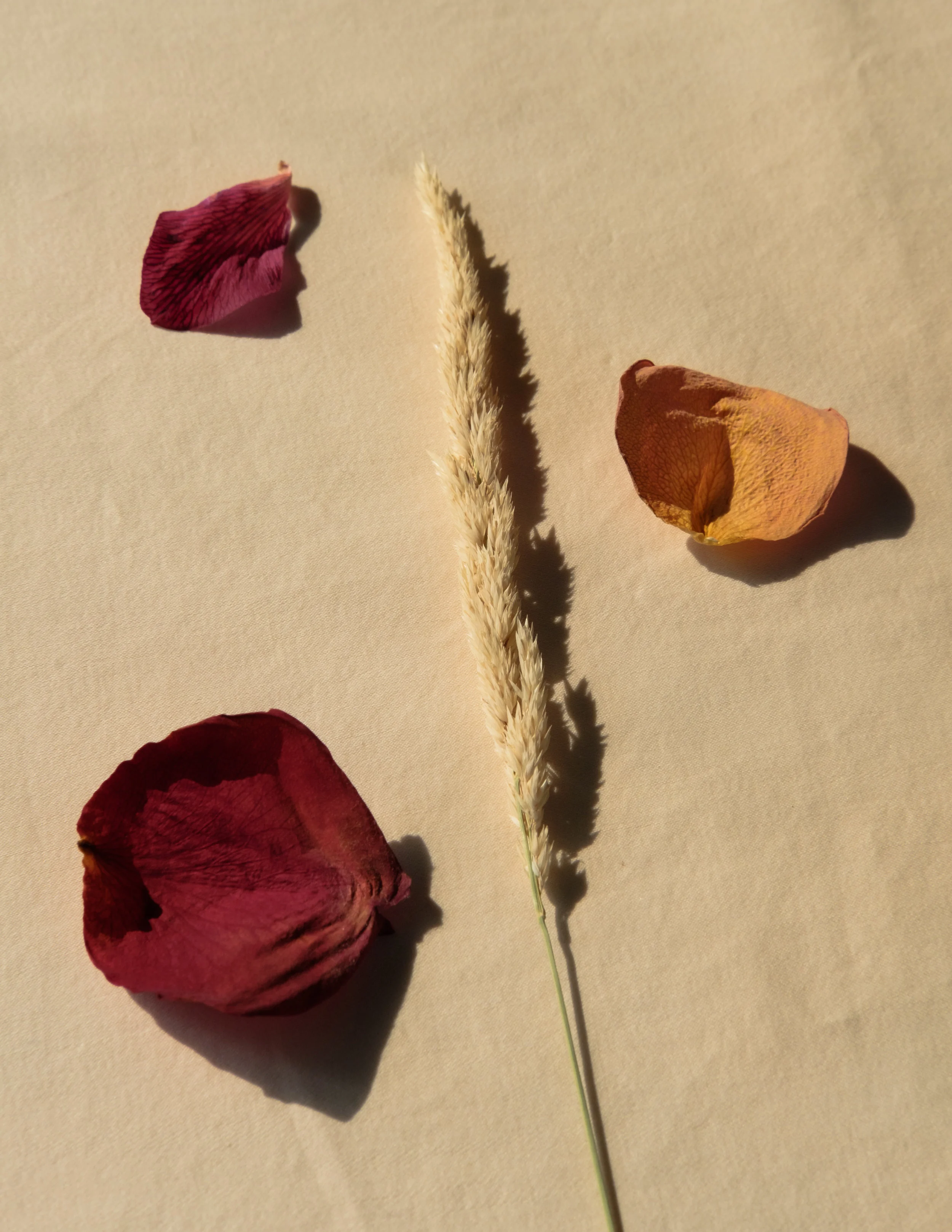 DSCF0850.jpg