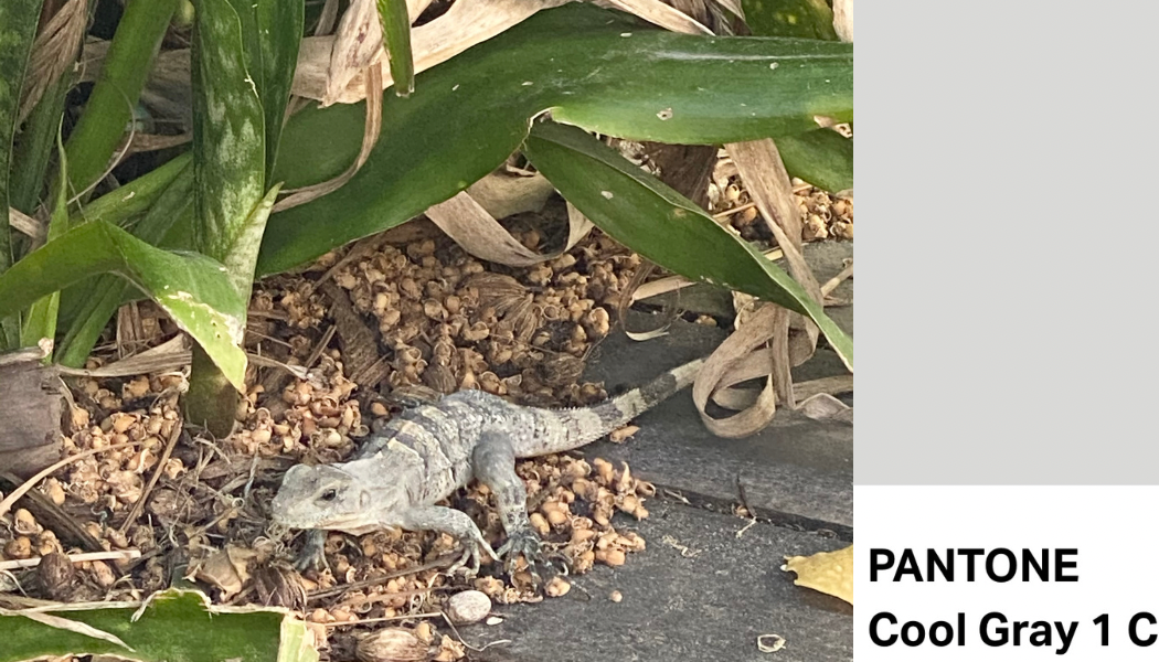 “Dusty Iguana” Gray