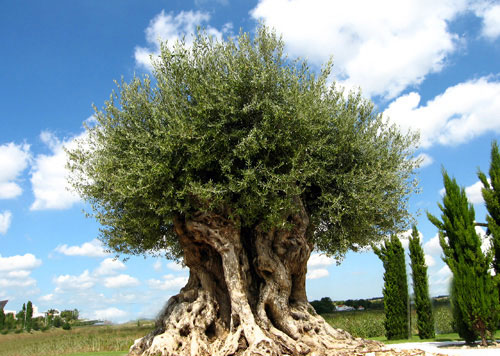 500 year tree.jpg