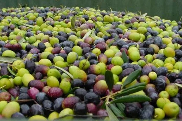 mixed cultivar.jpg