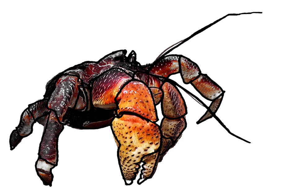 crab.jpg
