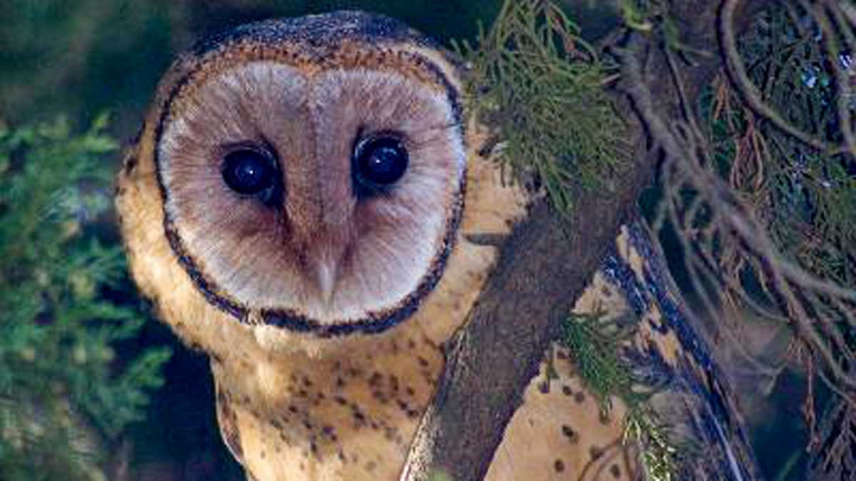 Birds of Prey Found in Tasmania — Bonorong Wildlife Sanctuary