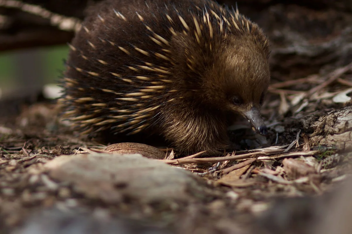 Species Spotlight Tasmanian Shortbeaked Echidna — Bonorong Wildlife