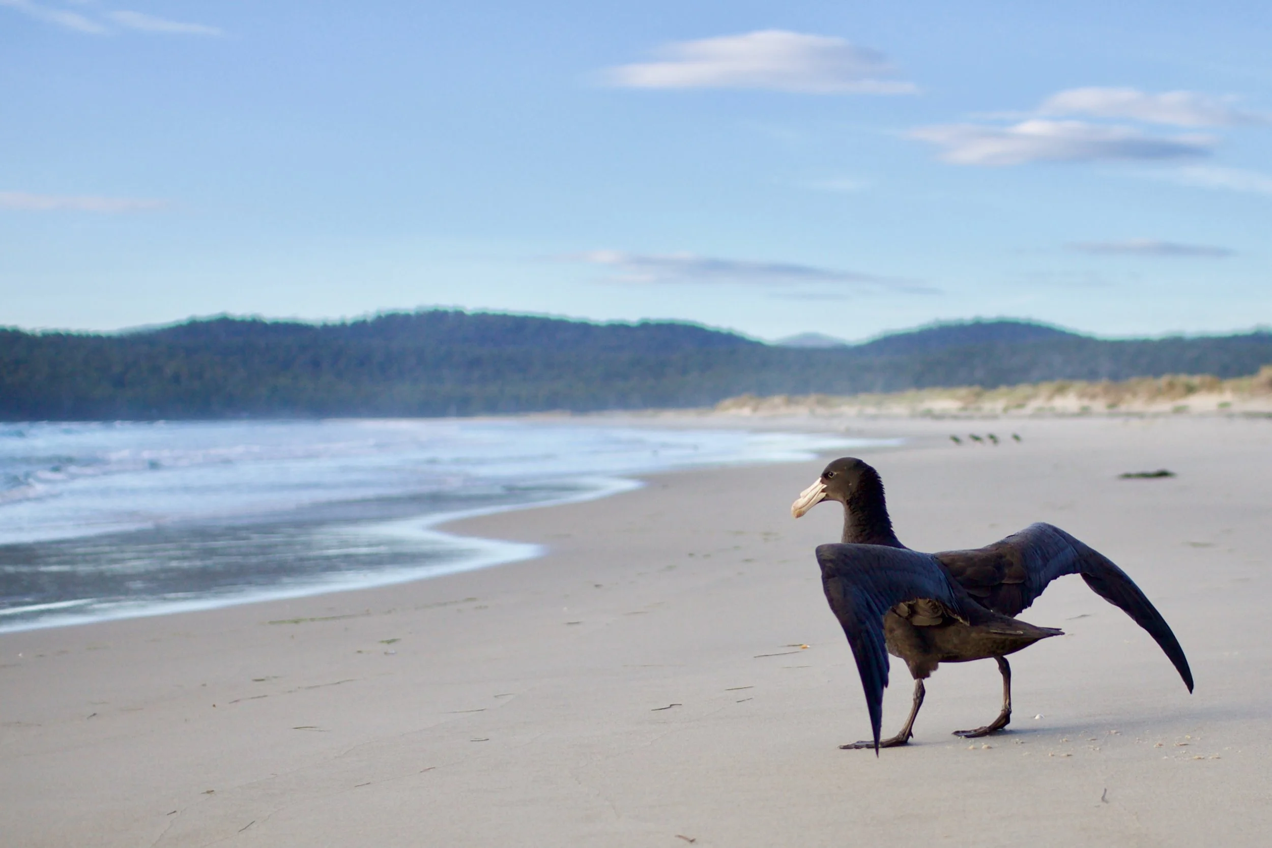 Seabird Rehabilitation at Bonorong Wiildlife Sanctuary
