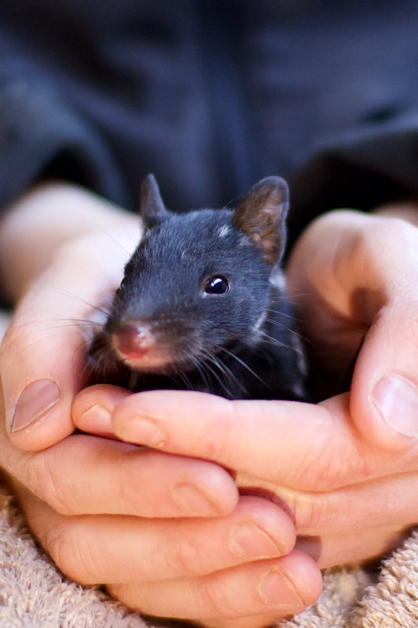 An eastern quoll from our breeding program