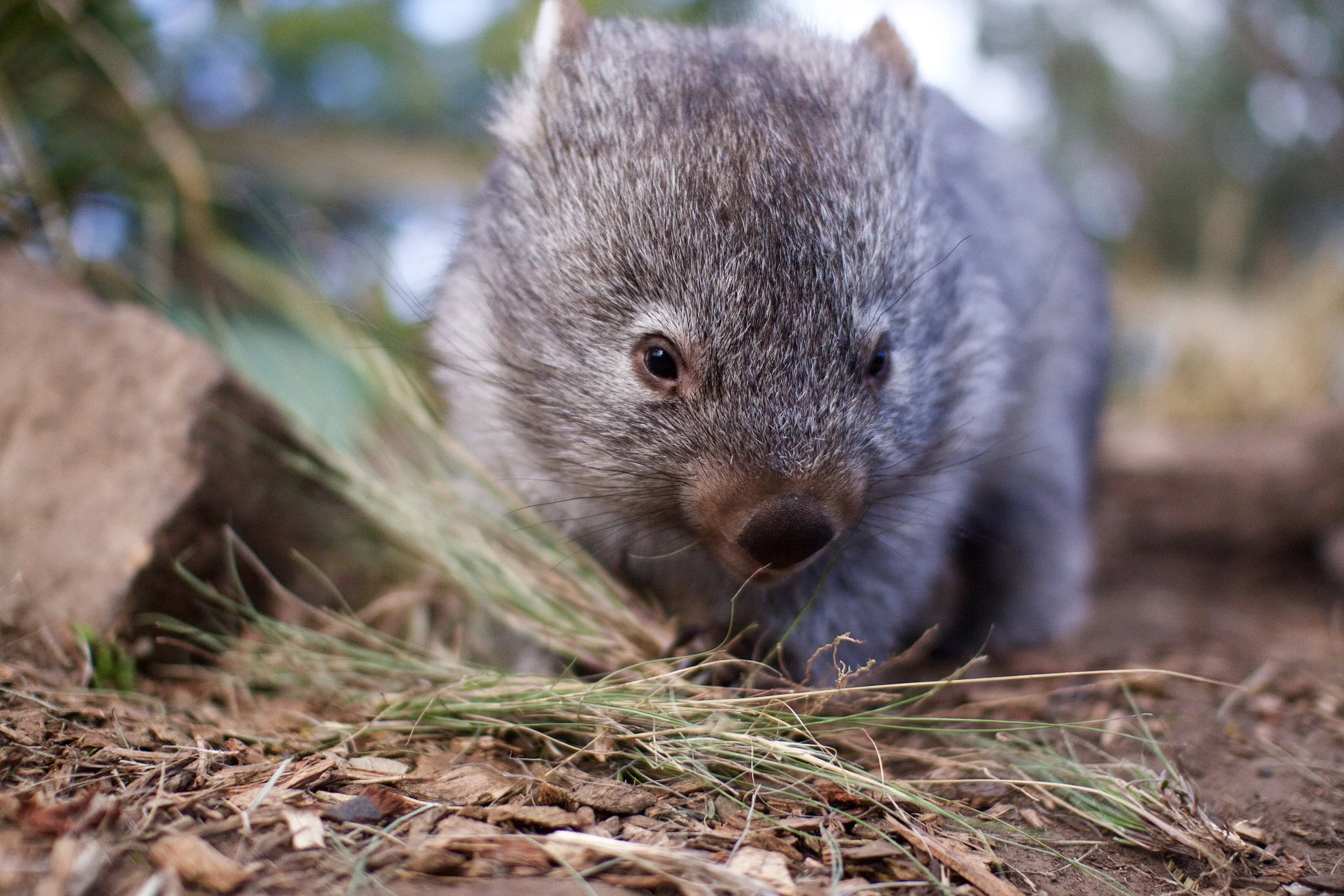 Maria was rescued after her mother was hit by a car.