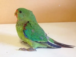 Swift Parrot