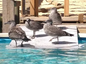 Seabirds cooling off