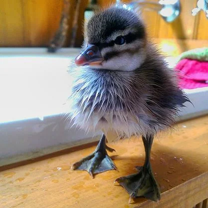 10169233_10152339461242750_8593618889779470500_n