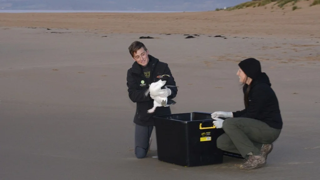 Snares Penguin 09044