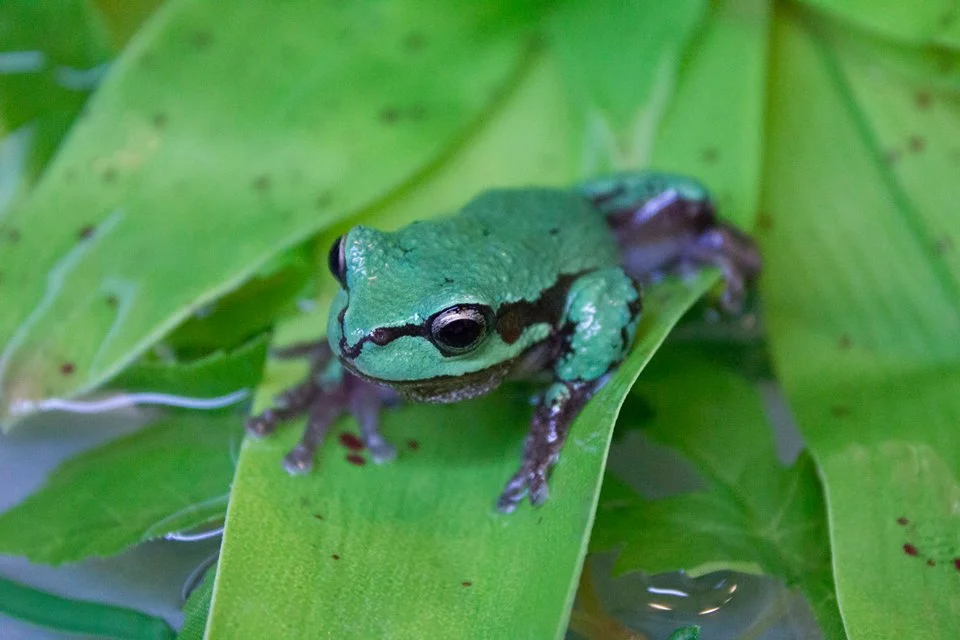 12006122_1066601816691012_7369010073470434562_n