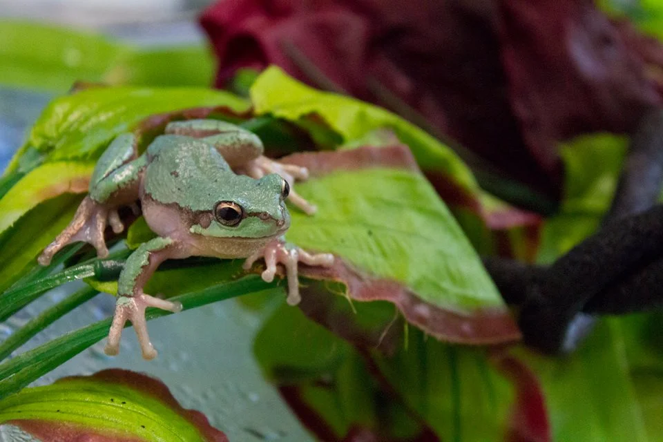 12027703_1066601906691003_357956758045012425_n