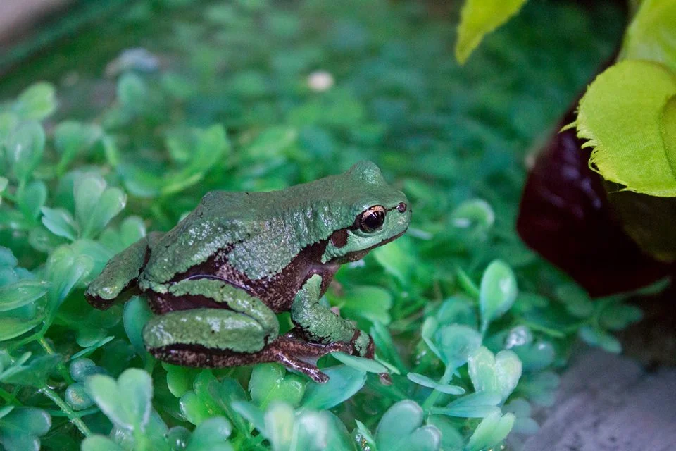 12039657_1066601873357673_2336382300284564140_n