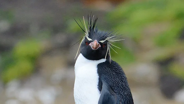 Penguin