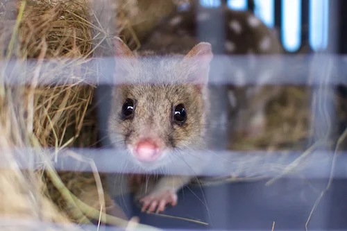 Aster, our new male Eastern Quoll from Trowunna, peeking out while we cleaned his temporary enclosure.