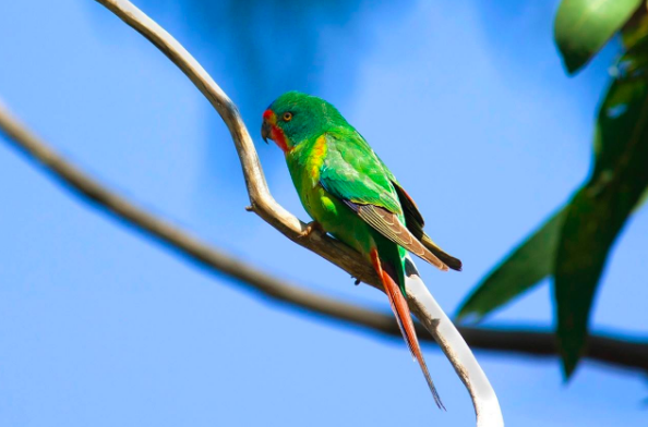Swift Parrot photo by Elaine McDonald