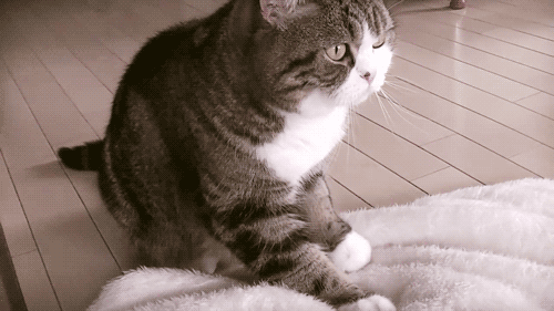 CatKnead