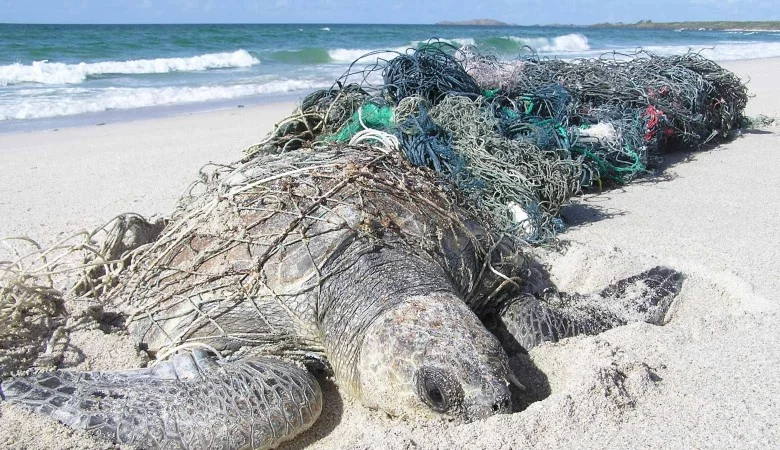 Flatback turtle caught in a ghost net in the Northern Territory. Photo: Jane Dermer, GhostNets Australia. 