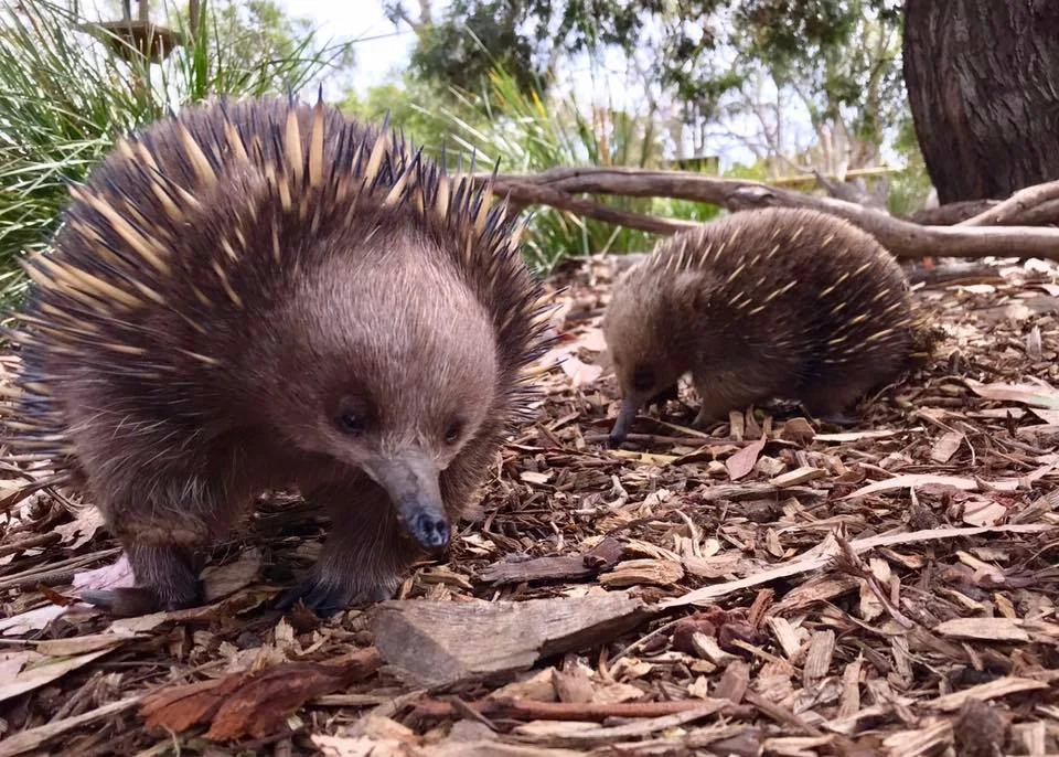 Echidnas.jpg