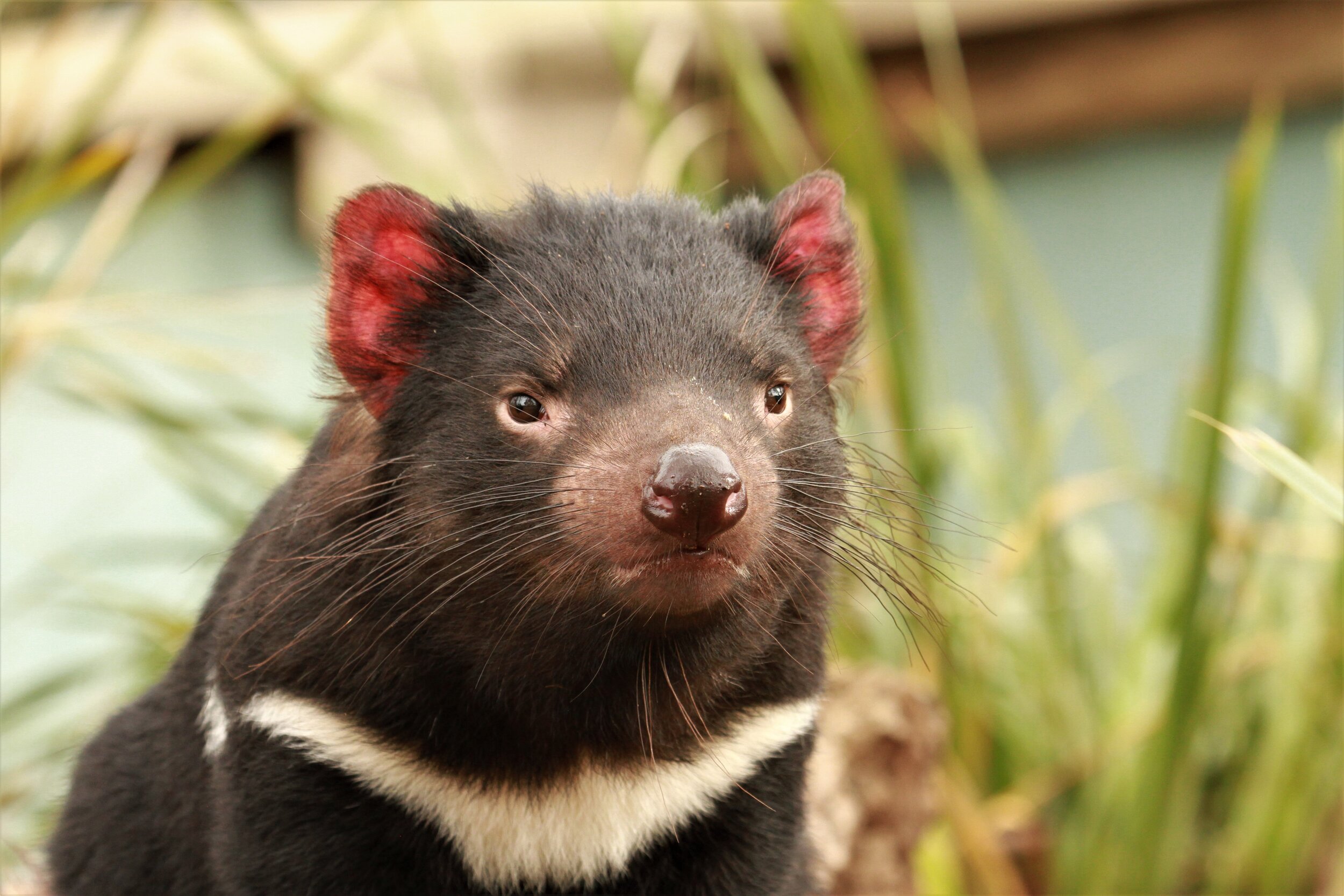 20 Amazing Facts about the Tasmanian Devil! — Bonorong Wildlife