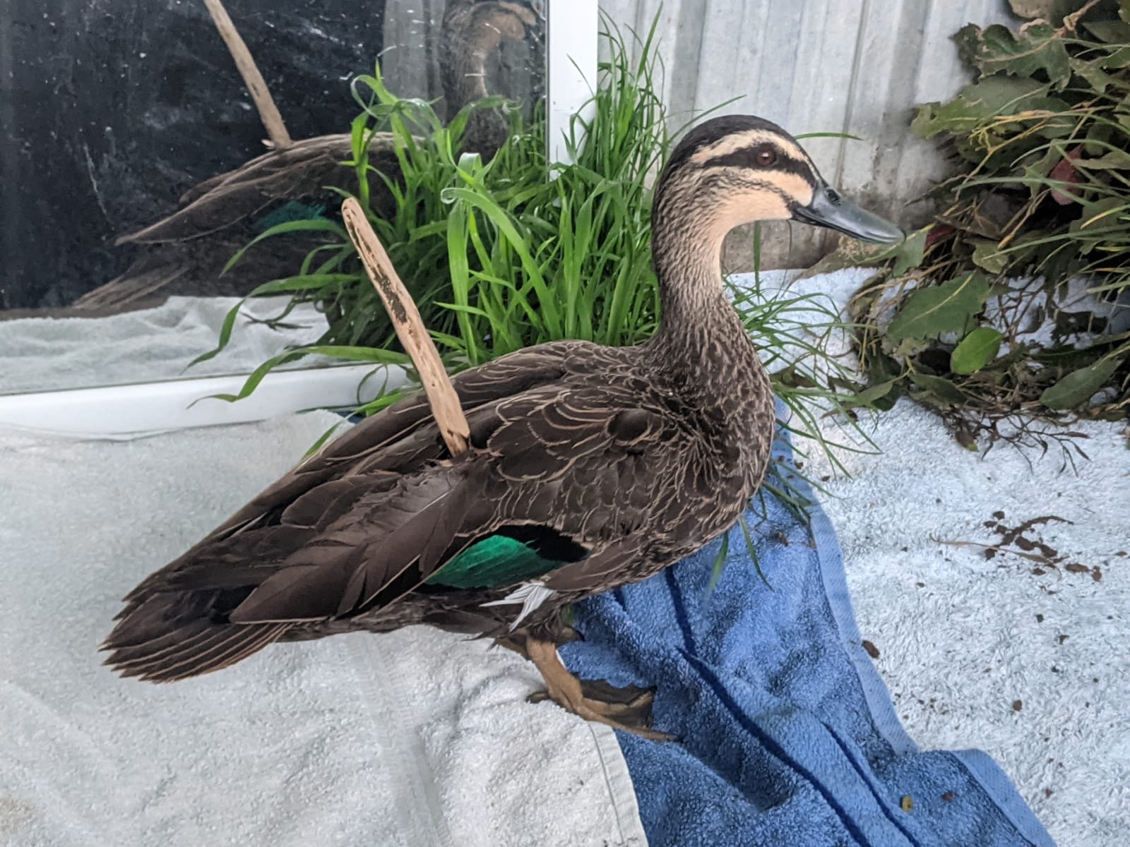 Birds of Prey Found in Tasmania — Bonorong Wildlife Sanctuary