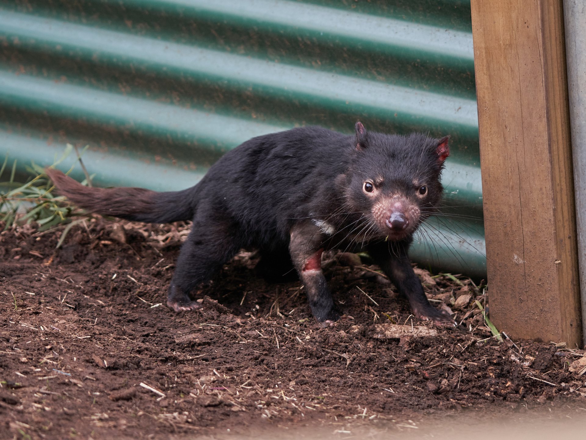 The Tasmanian Devil has a Bite That Can Do Serious Damage